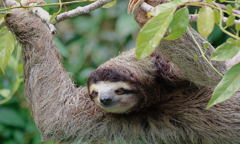 Sloth Watching and Campesino Farmer Tour, La Fortuna Costa Rica